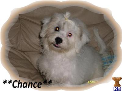 Bichon Frise Puppies for Sale