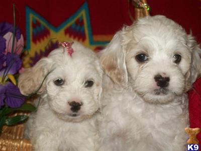 Mixed Breed Puppies for Sale