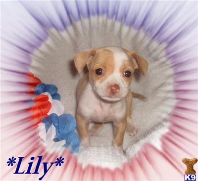 Mixed Breed Puppies for Sale