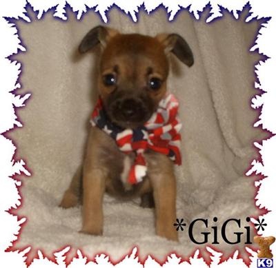 Mixed Breed Puppies for Sale