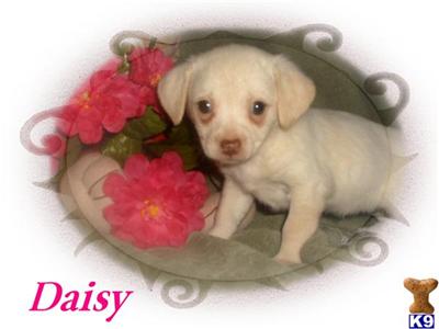 Mixed Breed Puppies for Sale