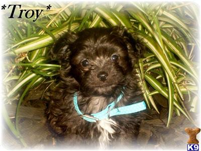 Mixed Breed Puppies for Sale