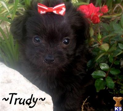 Mixed Breed Puppies for Sale