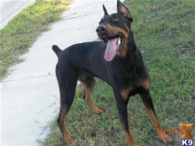 Stud Dogs in TX