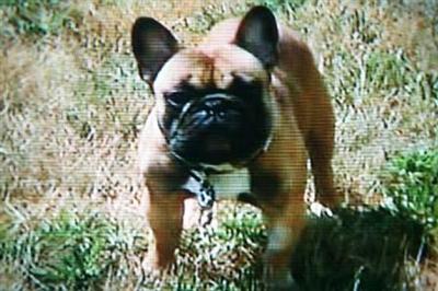 Stud Dogs - French Bulldog