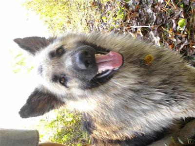 Stud Dogs - King Shepherds