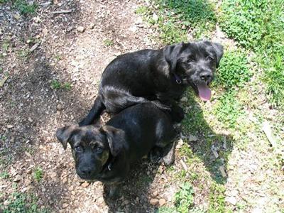 Rescue Dogs