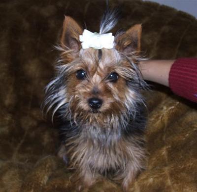 Dogs for Sale in KS