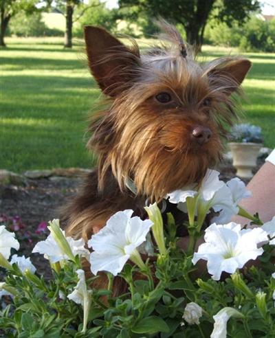 Dogs for Sale in KS