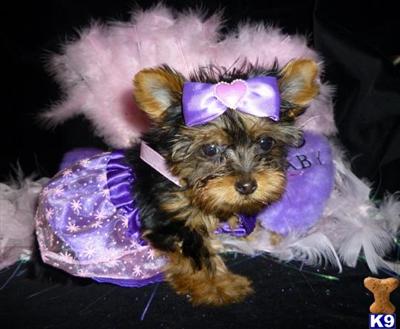 Dogs for Sale