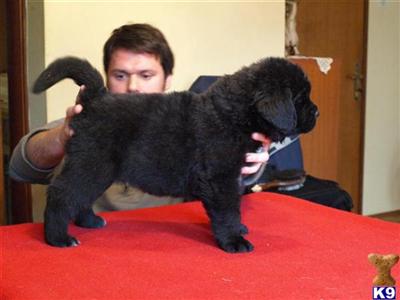 Newfoundland Puppies for Sale