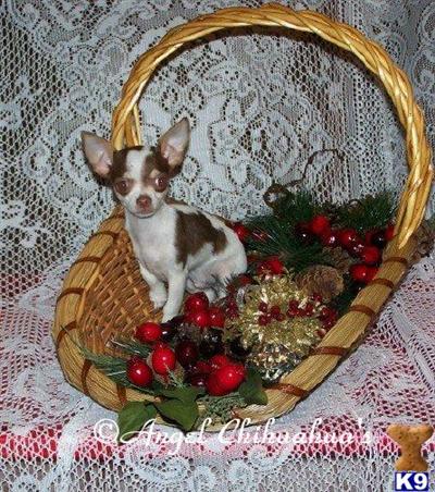 Chihuahua Puppies for Sale
