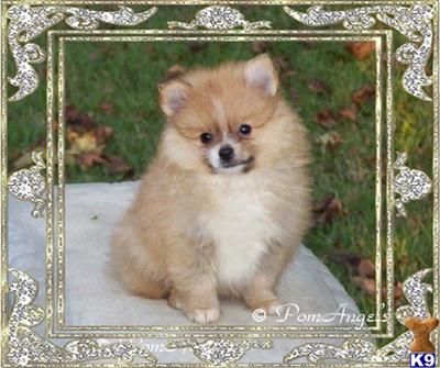 Pomeranian Puppies for Sale