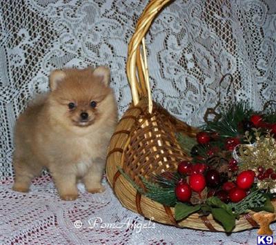 Pomeranian Puppies for Sale