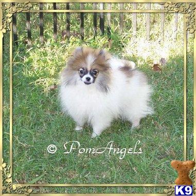 Pomeranian Puppies for Sale