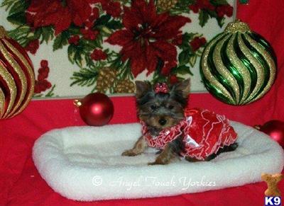 Yorkshire Terrier Puppies for Sale