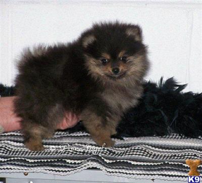 Pomeranian Puppies for Sale