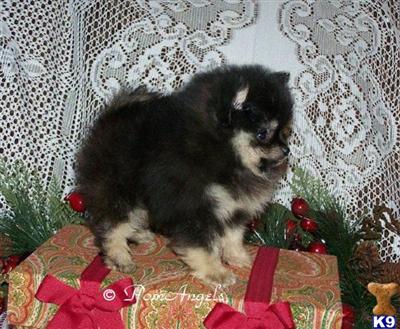 Pomeranian Puppies for Sale