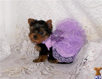 Yorkshire Terrier Puppies for Sale