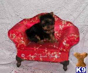 Yorkshire Terrier Puppies for Sale