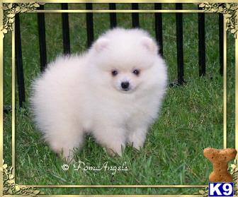 Pomeranian Puppies for Sale