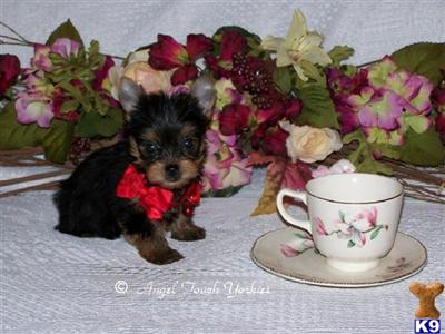 Yorkshire Terrier Puppies for Sale