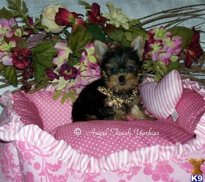 Yorkshire Terrier Puppies for Sale