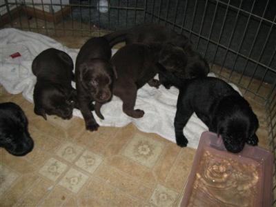 Labrador Retriever Puppies for Sale