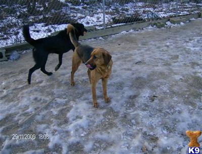 Dogs for Sale in PA