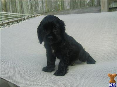 Cocker Spaniel Puppies for Sale