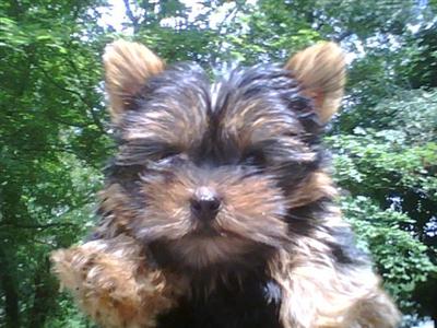 Puppies in MA