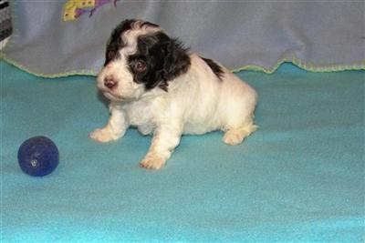 Puppies in MO