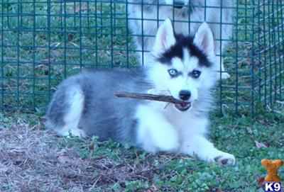 Siberian Husky Puppies for Sale