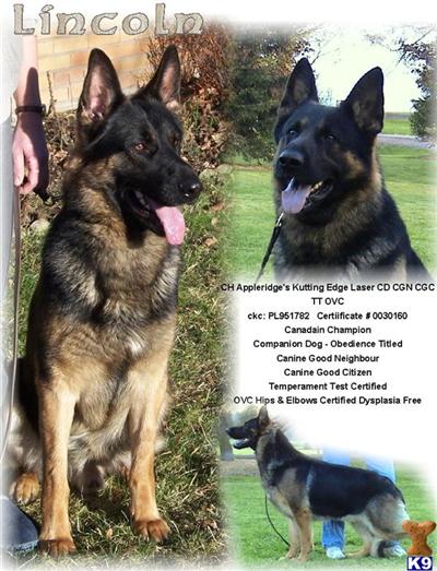 Stud Dogs in TN