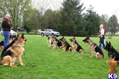 Used Dog Supplies for Sale