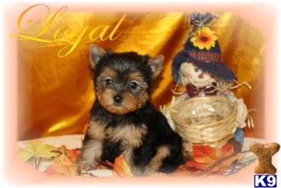 Yorkshire Terrier Puppies for Sale