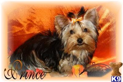 Yorkshire Terrier Puppies for Sale
