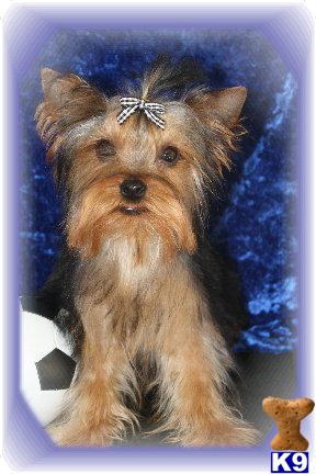 Yorkshire Terrier Puppies for Sale