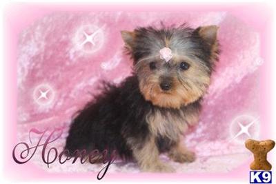 Yorkshire Terrier Puppies for Sale
