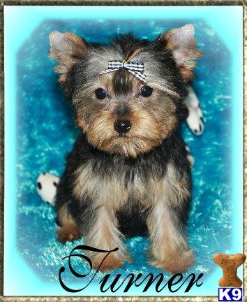 Yorkshire Terrier Puppies for Sale