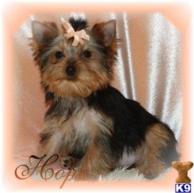 Yorkshire Terrier Puppies for Sale