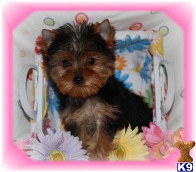 Yorkshire Terrier Puppies for Sale