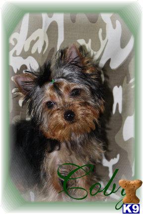 Yorkshire Terrier Puppies for Sale