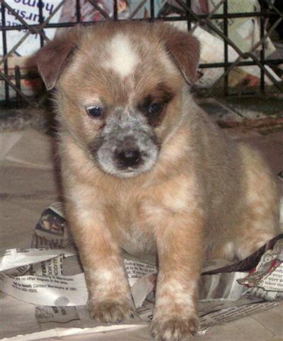 Australian Cattle Dog Puppies for Sale