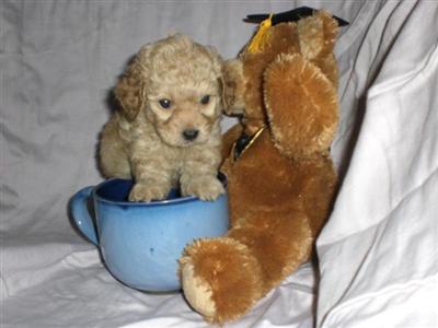 Puppies in Austin