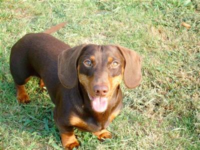 Stud Dogs in GA