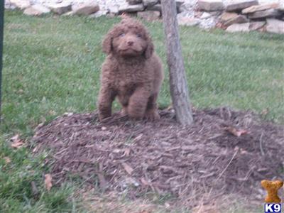 Chesapeake Bay Retriever Puppies for Sale