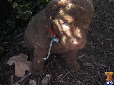 Chesapeake Bay Retriever Puppies for Sale