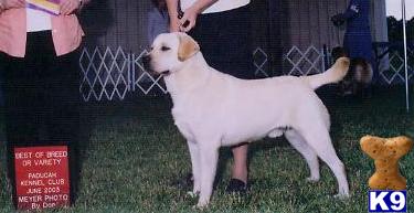 Stud Dogs - Labrador Retriever