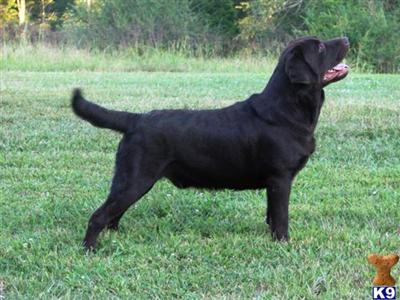 Stud Dogs - Labrador Retriever